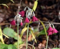 Attractive nodding scented flowers in various colours.